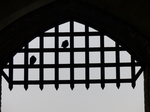 FZ035368 Pigeons on portcullis.jpg